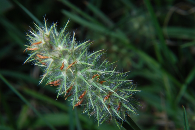 Trifolium angustifolium